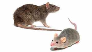 Ako rozlišovať myš z potkana: vo vzhľade, správanie a výžive